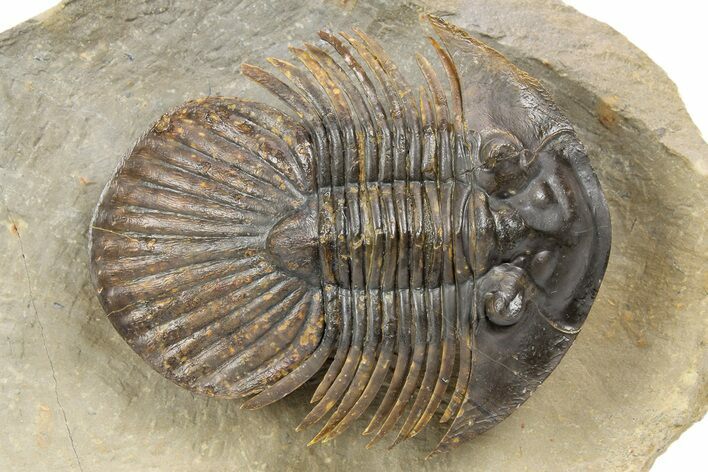 Rare Platyscutellum Massai Trilobite - Morocco #251454